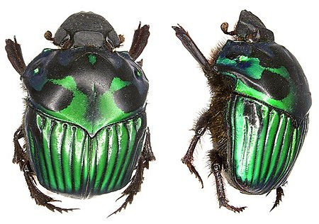 Tập_tin:Oxysternon_conspicillatum_Weber,_1801_female_(3058021363).jpg