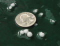 Un petit gra de tempesta comparat amb una moneda nord-americana de 25 centaus (amb un diàmetre de 24,26 mm) a San José, a Califòrnia.