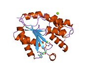 PDB 1nn5 EBI.jpg