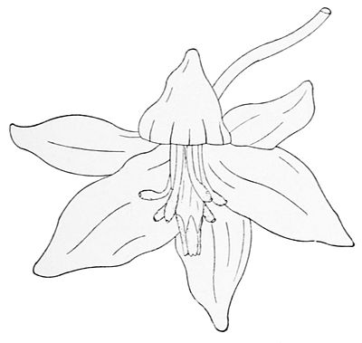 PSM V43 D821 Flower of yucca gloriosa.jpg