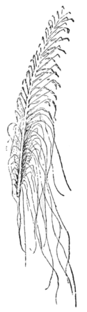 PSM V60 D407 Piassaba frond with its fibres.png