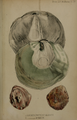 Plate Mollusca IV "Anomia (Patros) elyros, [Anomia] achæus"