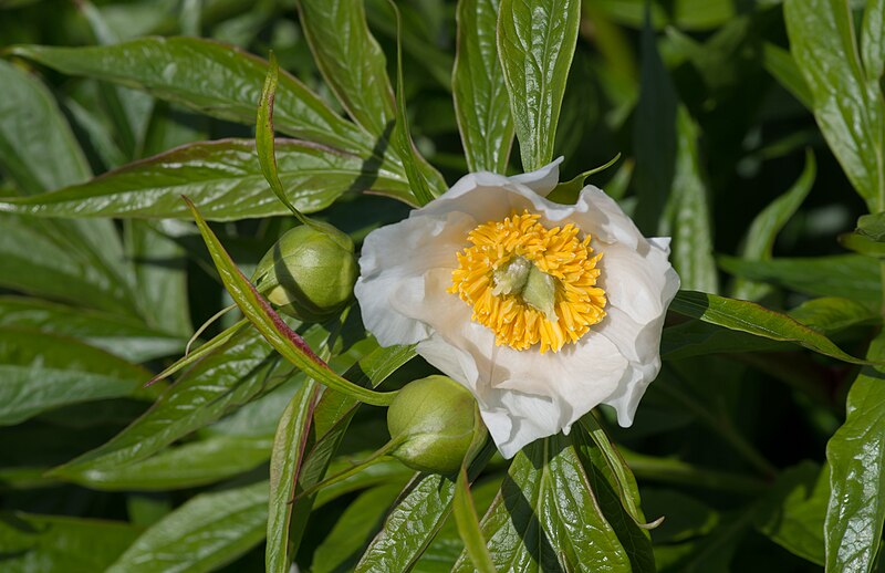 File:Paeonia emodi - Kew Gardens.jpg