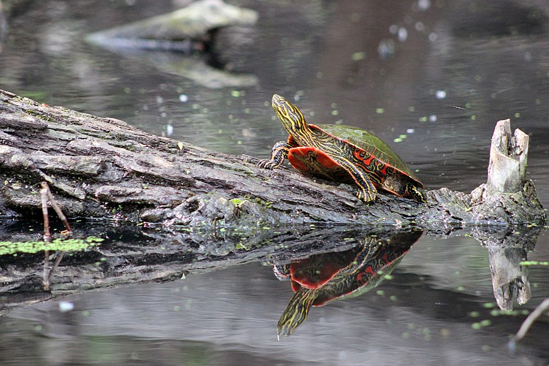 File:Painted Turtle (17709376220).jpg