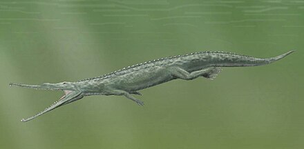 Parasuchus