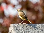 Thumbnail for File:Palm warbler in GWC (24854).jpg