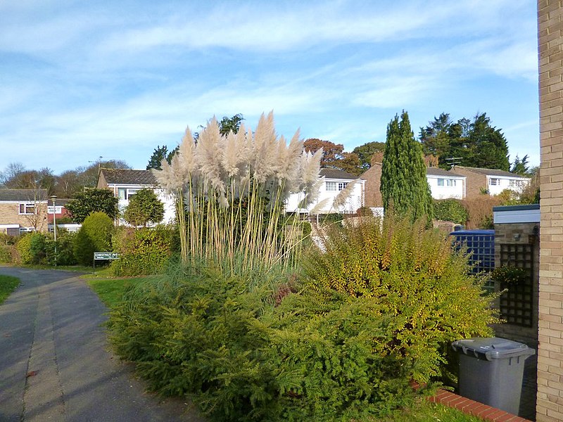 File:Pampas Grass, Caversham Park Village - geograph.org.uk - 3759111.jpg