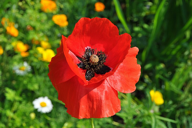 File:Papaver Rhoeas R01.jpg