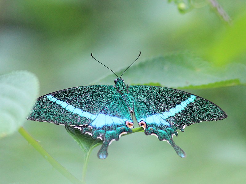 File:Papilio crino from Melagiri TN IMG 6881.jpg