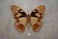 Papilio dardanus female ventral view.jpg