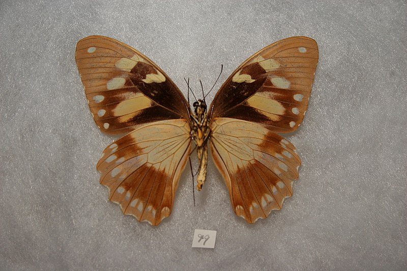 File:Papilio dardanus female ventral view.jpg