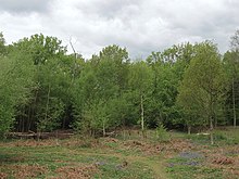 Park Corner Heath - geograph.org.inggris - 2951354.jpg