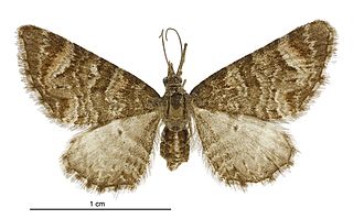<i>Pasiphila erratica</i> Species of insect