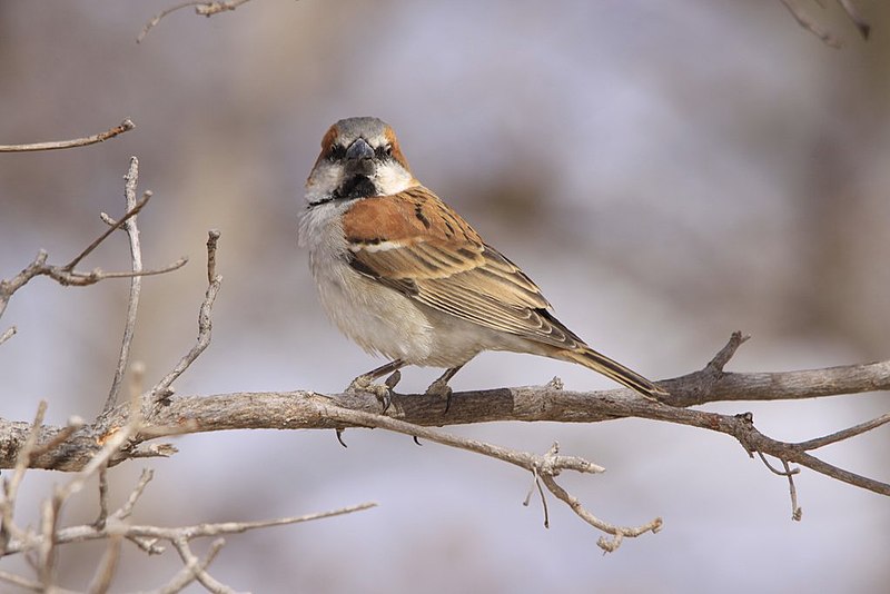 File:Passer motitensis Marakele National Park.jpg