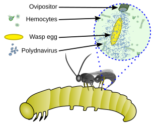 Polydnavirus-wasp mutualism: the virus protects koinobiont wasp eggs and larvae from immune suppression by the host's hemocytes. Pdv-host.svg