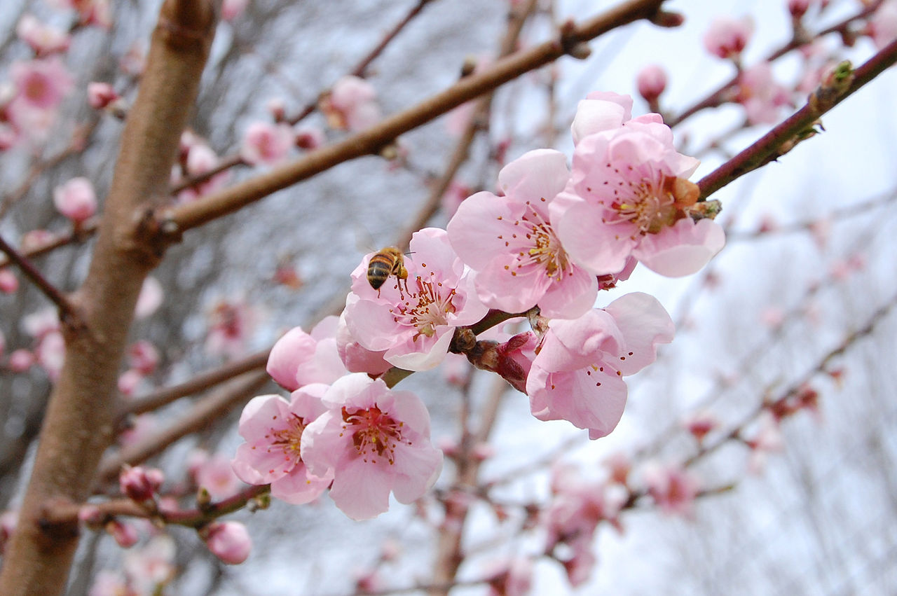 File:Peach blossoms and a bee.jpg - Wikipedia