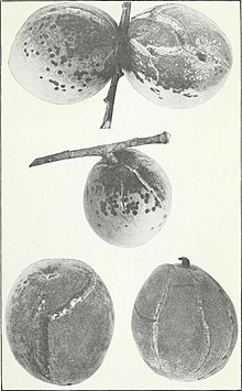 Peach keropeng dan kontrol (1917) (14775998684).jpg