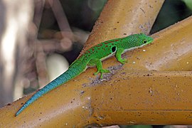 Peacock day gecko