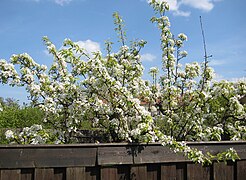 Pear blossom.jpg