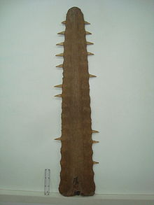 A large rostrum or "saw" from a largetooth sawfish with several teeth missing (black marks on ruler are 5 cm or 2 in apart) Peixe serra.jpg