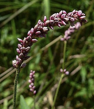 <span class="mw-page-title-main">Persicaria elatior</span> Species of flowering plant