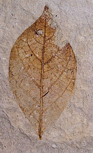 Persea princeps Leaf