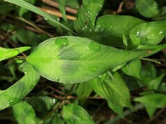 葉の表面。まばらに毛が生え、暗色の斑紋がある。葉先は尾状に細まって尾状にとがる。