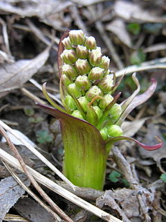 <i>Petasites spurius</i> species of flowering plant in the daisy family Asteraceae