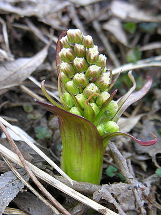 <i>Petasites spurius</i> Species of flowering plant in the daisy family Asteraceae