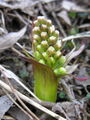 Petasites spurius