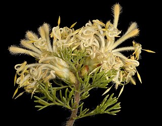 <i>Petrophile serruriae</i> Species of shrub endemic to Western Australia