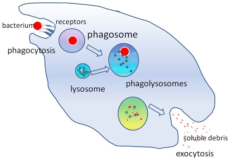 File:Phagocytosis2.png