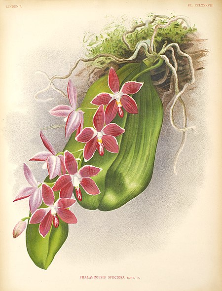 Phalaenopsis_speciosa