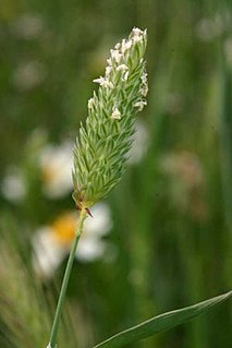 <i>Phalaris minor</i> Species of plant