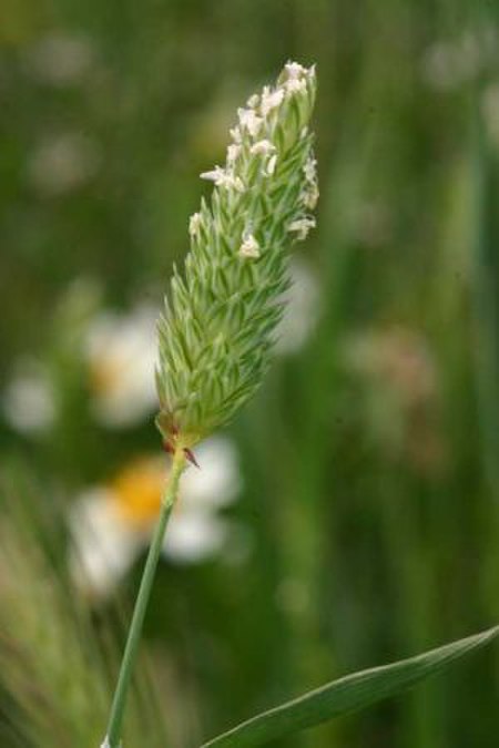 Phalaris_minor