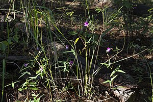 Phaseolus: Beschreibung, Ökologie, Nutzung