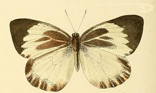 <i>Phrissura</i> Monotypic butterfly genus in family Pieridae