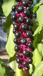 Phytolacca americana areto - ununura