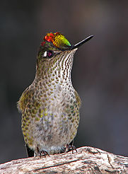 El picaflor (S. sephaniodes) se alimenta exclusivamente de quintral en invierno, el cual es dispersado por el monito del monte.