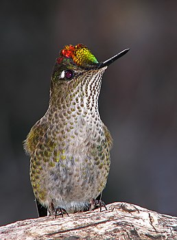 Колібрі вогнеголовий (Sephanoides sephaniodes)