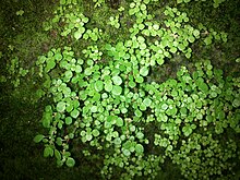 Pilea victoriae.jpg