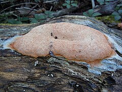 Pilz auf Baumstamm in Witten.jpg