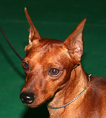 micro miniature pinscher