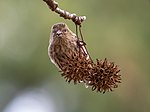 Thumbnail for File:Pine siskin in GWC (93605).jpg