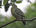 Pink-necked Green-Pigeon (Treron vernans) - Flickr - Lip Kee (1).jpg