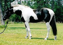 A piebald mare. Pinto sport horse mare.jpg