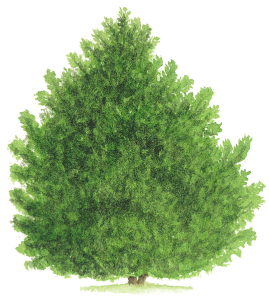 File:Pinus mugo tree.png