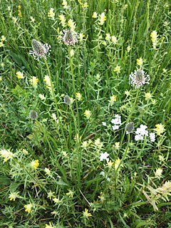 <i>Plantago altissima</i> Species of plant