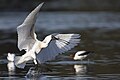 Royal Spoonbill (Platalea regia) in flight, Sydney Olympic Park, New South Wales, Australia