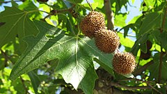 Плод похожий на каштан. Платан Восточный (Platanus orientalis). Platanus orientalis дерево. Платан кленолистный плоды. Платан кленолистный листья.